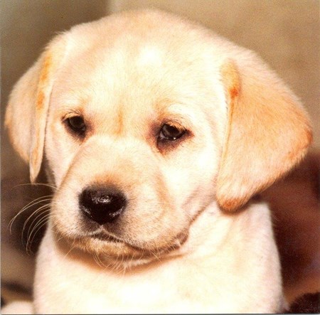 Labrador Puppy