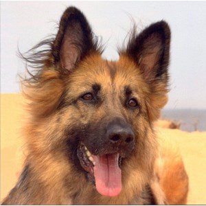 German Sheperd