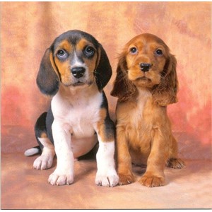 Beagle and Spaniel Puppies