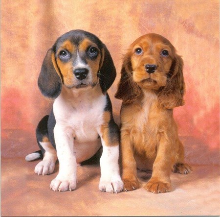 Beagle and Spaniel Puppies