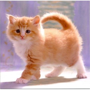 Fluffy Ginger Kitten