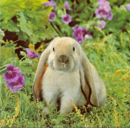 Rabbit