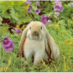Rabbit