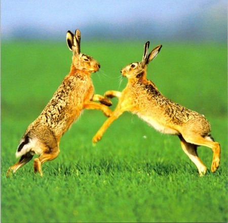 Boxing Hares