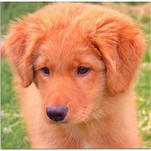 Puppy
