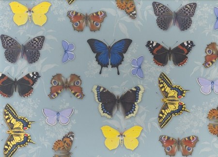 "Natural History Museum" Eskesett, Rektangulære (10 stk)