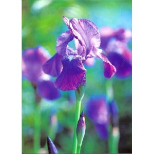 Blomster, Iris