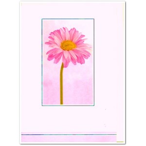 "Pale Pink Chrysanthemum"