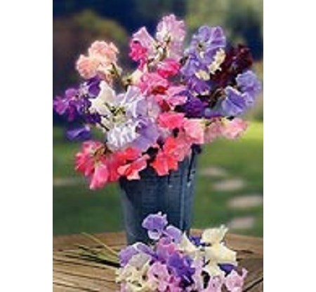 "Sweet Peas"
