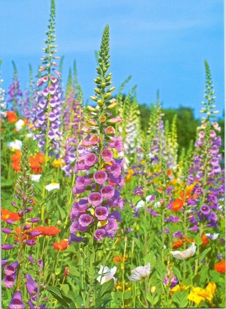 "Foxgloves and Wild Flowers"