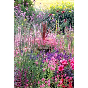 "Vill-hage", dobbelt blomsterkort