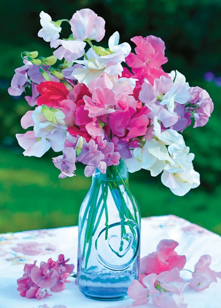 "Sweet Peas" dobbelt kort