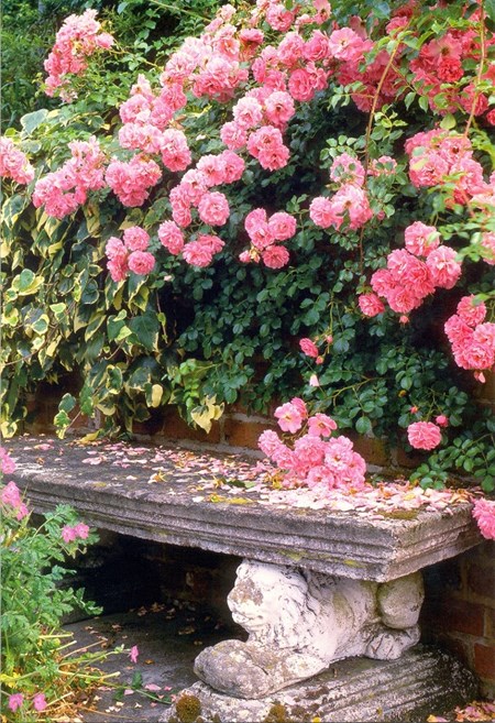 "Rosa roser og steinbenk", dobbelt blomsterkort
