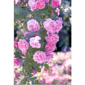 "Rosa stokk-roser", dobbelt blomsterkort