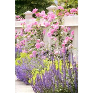 "Hvitt hagegjerde og rosa roser" Dobbelt blomsterkort