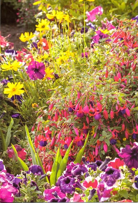 "Fuksia, petunia og gule prestekrager" Dobbelt blomsterkort