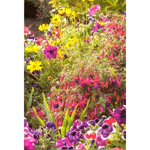 "Fuksia, petunia og gule prestekrager" Dobbelt blomsterkort