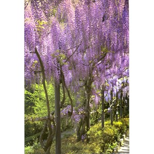 "Blomstrende lilla hagetrær" Dobbelt blomsterkort