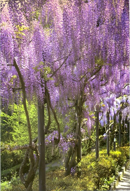 "Blomstrende lilla hagetrær" Dobbelt blomsterkort