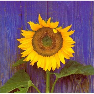 Blomster m.m.- Squares