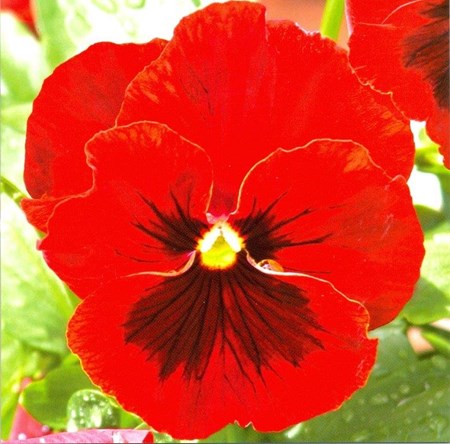Red Pansy