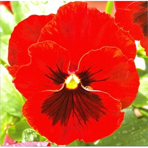 Red Pansy