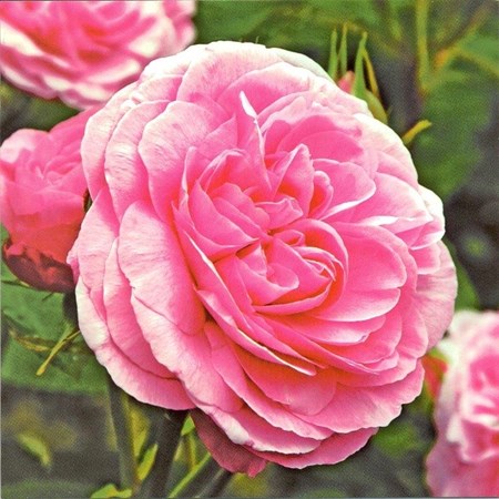 Classic Pink Rose