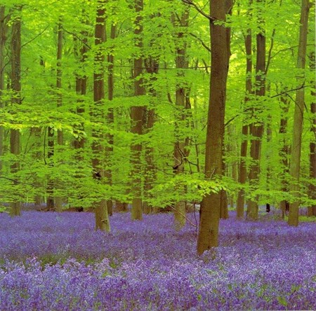 Green Wood
