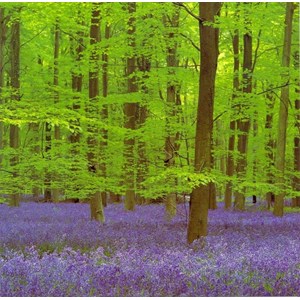 Green Wood