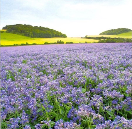 Flowering Borage