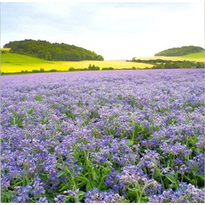 Flowering Borage