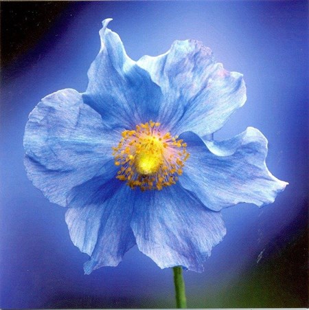 Meconopsis