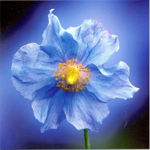 Meconopsis