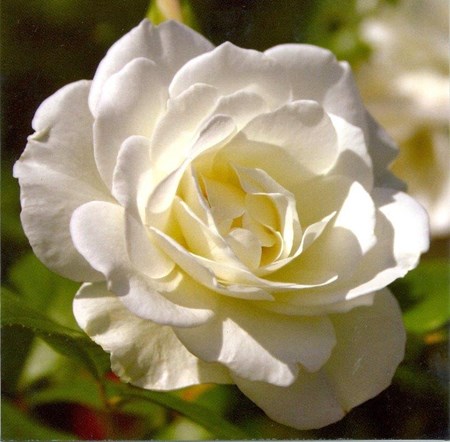 White Rose