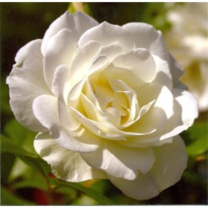 White Rose