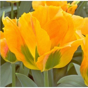 Viridiflora Tulip