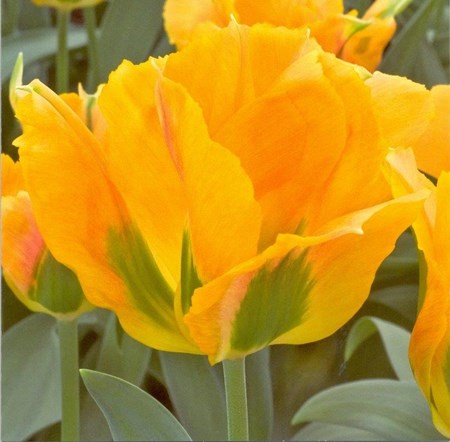Viridiflora Tulip