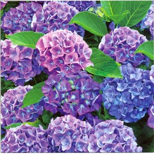 Blue Bonnet Hydrangea