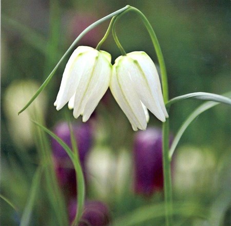 White Fritillaria