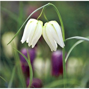 White Fritillaria
