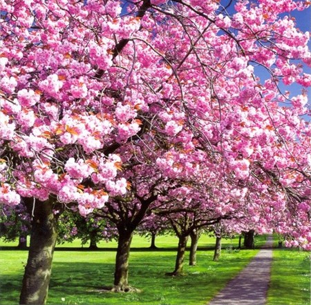 Cherry Trees