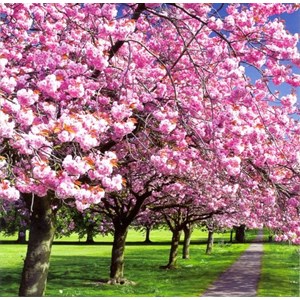 Cherry Trees