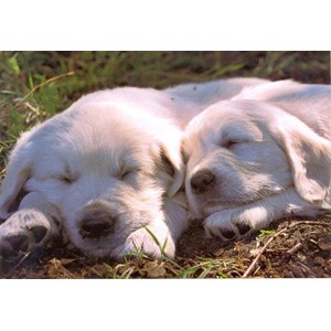 Sleeping Pups