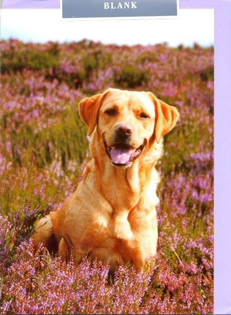Labrador in Heather