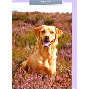 Labrador in Heather