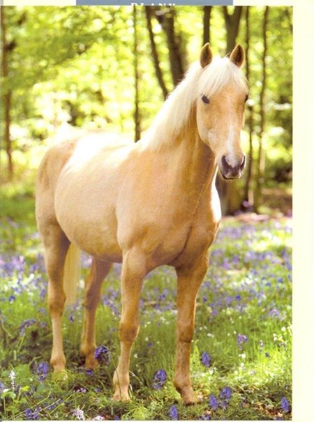 Palomino Pony