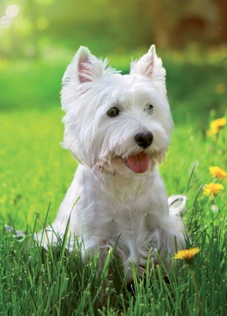 "Westie" dobbelt kort