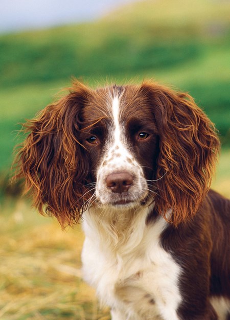 "Springer Spaniel" dobbelt kort