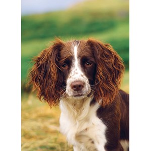 "Springer Spaniel" dobbelt kort