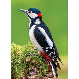 "Great Spotted Woodpecker" dobbelt kort